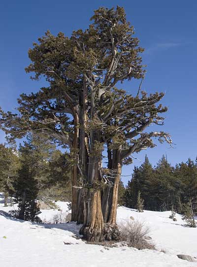 A Conifer on Highway 50 Near the Old Emigrant Road