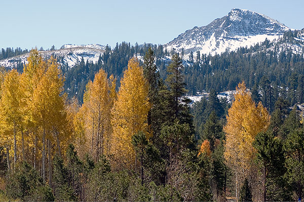 Aspen Grove on Highway 88 Near Sorensens, California