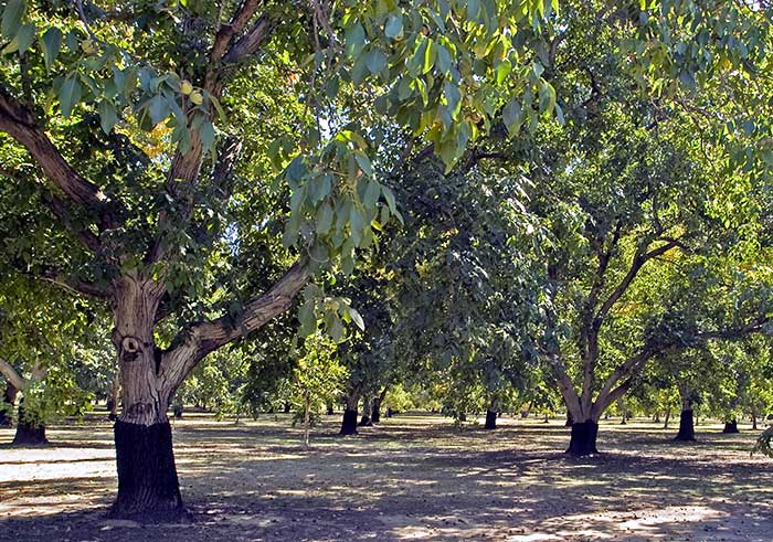 Walnut Grove by the Sacramento River