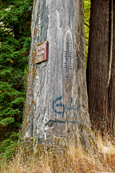 California Landmark 164: Indian Arrow Tree in Humboldt County