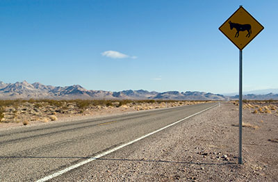 Caution: Burros Crossing