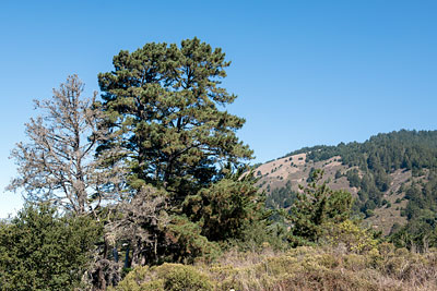 View from Dipsea Trail in Stinson Beach