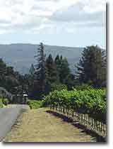 Vineyards Around the William Imrie House