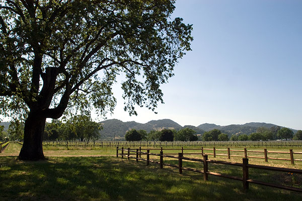 Trefethen Vineyards in the Oak Knoll American Viticultural Area of Napa Valley