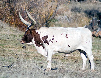 Grazing Near French Corral, California