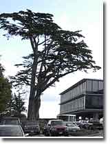 Site of Laurel Hill Cemetery, San Francisco. Photograph copyright &copy; 2004 by Alvis E Hendley.
