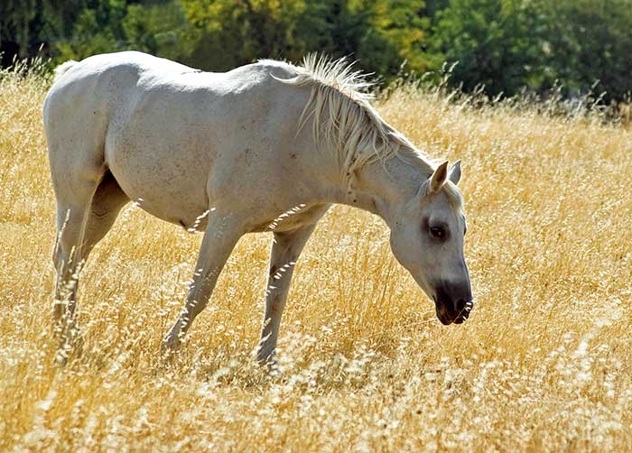 Grass Horse