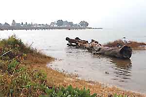 The Carquinez Strait: Site of the Whaling Bark Stamboul