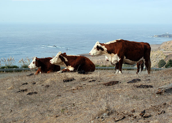 Sonoma Coast