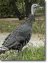Wild Turkeys Wander Gold Ridge Farm